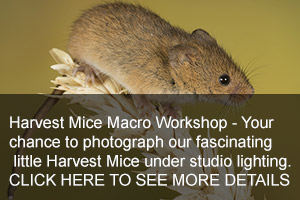 Harvest Mouse Photo Days