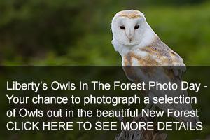 Owls In The Forest Photo Days