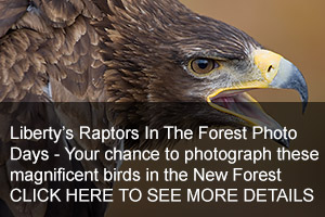 Raptors In The Forest Photo Days