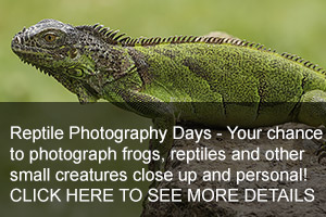 Reptiles Photo Days