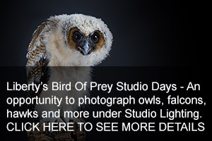 Bird Of Prey Studio